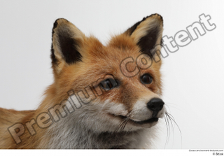 Red fox head 0002.jpg